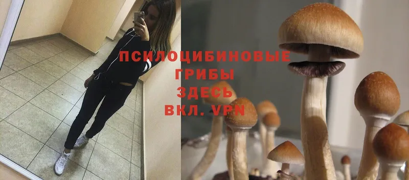 купить наркотик  Галич  Псилоцибиновые грибы Psilocybine cubensis 